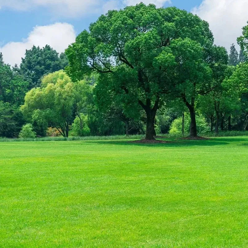 Four Seasons Evergreen Grass Seeds for Beautiful Grass – BUY 1 GET 1 FREE